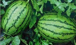 吃瓜网91爆料 网红热瓜,吃瓜网91爆料，揭秘娱乐圈最新热点事件